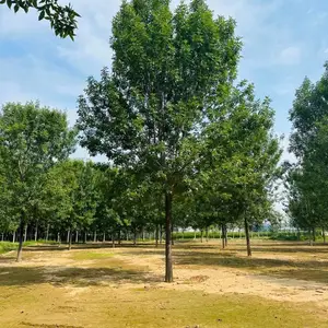 【速生白蜡】15公分白蜡价格,16公分速生白蜡报价