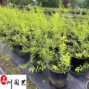 基地批发出售喷雪花盆栽 雪柳喷雪花工程绿化苗 庭院园林观赏花卉 量大从优