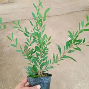 ����԰�ճ��� ��Ҷ��ǧ�㻨�� ���������̻���ֲ��ľ