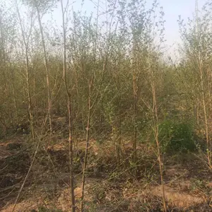 陕西西安二乔苗木榆树小苗槐3公分基地价格,2米高榆树苗基地,榆树小苗产地报价