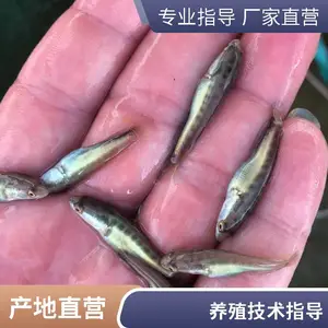 山东烟台黑鱼苗泥鳅鱼苗养殖场可搭配四大家鱼供苗