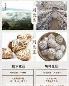 江苏绿色养生食材段木花菇销售