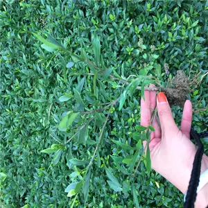 重庆涪陵春鹃苗厂家价格从优