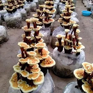 �����辰��֥���� ������֥�辰�������� ��ֲ���� ��С�����ڰڼ�