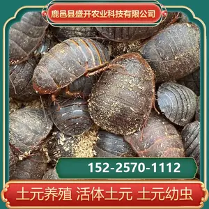土鳖虫 土元 芝麻虫 养殖技术 上门指导
