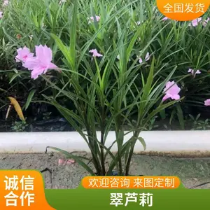 ������«�������辰С�� ���� ��ƶ�����ǿ ԰���̻� �ر������쾰��
