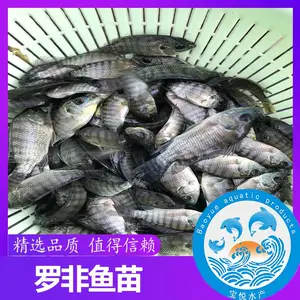 2020罗非鱼苗 罗非水花 吉奥罗非 罗非鱼苗批发