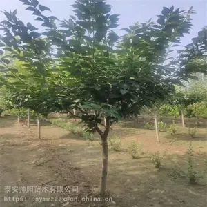 ӣ���� ��Ʒ�繤���� 20����ӣ���� �������� Ʒ��