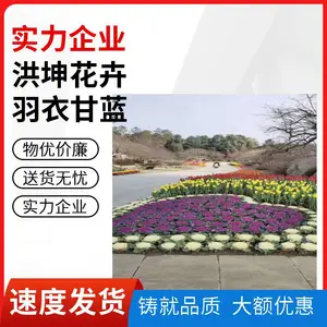冬季室外可栽植 庭院绿化 道路绿化城市工程用 园林绿化羽衣甘蓝