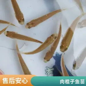红眼鱼苗大量供应 骨刺少 肉质鲜嫩 空运全国 技术支持