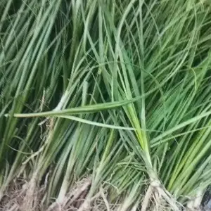 安徽亳州言杰专业合作社 知母的苗种植方法 时间及管理 价格 市场行情 周期