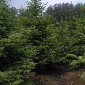 �����ֻ�����2����ɼ 3��3.5����ɼ 4����ɼ 5����ɼ�� 6����ɼ��