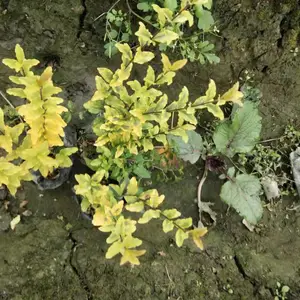 ��������Ů���� �� ���ع�Ӧ����Ů���� ������Ů��С��Ŷ1
