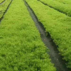 各种佛甲草种植基地 多年生草本植物