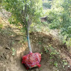 ��ɫ����5����30Ԫ �������ϳ� ��Ҷ���һ���ֱ������