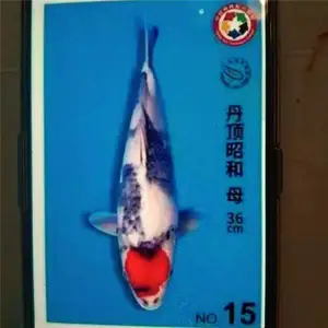盐城锦鲤直销 松江锦鲤批发 养殖基地一手鱼 锦鲤采购