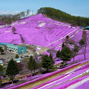 芝樱花海工程施工 芝樱种苗批发 宿根芝樱地被花卉 宿根福禄考杯苗供应