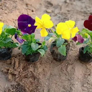 连云港青州草花基地厂家直销,青州草花批发