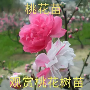 春丰苗木 桃花树苗观赏生产 工程绿化 美化环境 花团锦簇 精致美丽