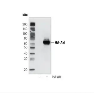 现货:CST 2999S HA-Tag (6E2) Mouse mAb (HRP Conjugate)