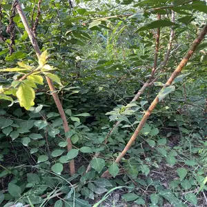 河南三门峡大果连翘苗 卢氏连翘苗 药用3号连翘苗 高产连翘苗品种