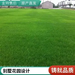 户外园林绿化高尔夫草坪基地混播草坪出售铺装大兴