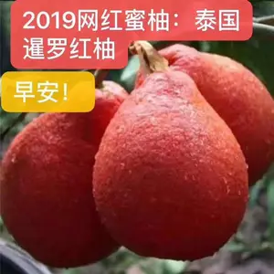 重庆红宝石柚子苗 两年泰国蜜柚苗成本价