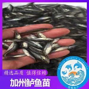 鄂州加州鲈鱼苗价格养殖技术
