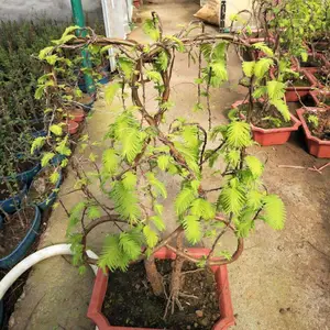 利川市众森种苗专业合作社