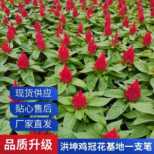 鸡冠花 种植基地 红叶一支笔花坛花境 点缀小区庭院公园种植批发 价 格