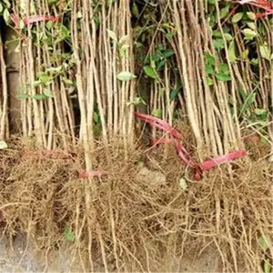 山东花椒苗 花椒小苗价格 大红袍花椒苗九叶青花椒苗