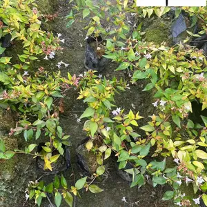 大花六道木杯苗批发 四季常绿 花境花坛工程园林绿化苗木 成都大花六道木基地
