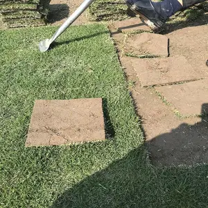 湖南郴州草皮 马尼拉草皮价格 台湾草卷行情 绿化草皮
