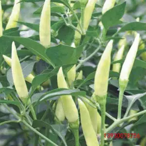 白玉米椒白米椒白朝天椒种子