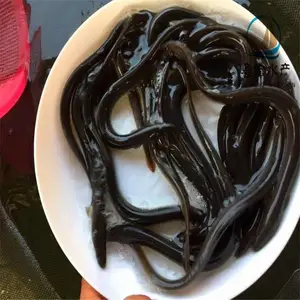 ��ˮŷ�������� �������� �ձ������� �����㼰������ѡ����