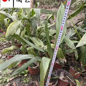 一叶兰花境植物批发 蜘蛛抱蛋价格 成都一叶兰杯苗报价 花境花坛园艺造景苗