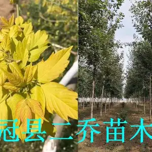 山东哪里有金叶复叶槭基地