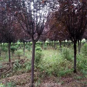 ���� 5-15������Ҷ��/��Ҷ���Ǯ���� �㳡�̵ص�׺ �����ɾ�