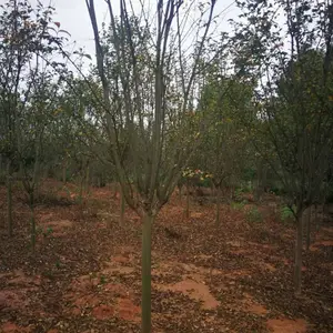 50-80高紫薇小苗,地径2公分紫薇树苗