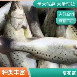 陕西宝鸡本地鲈鱼苗鲟鱼苗养殖场专业水产种苗批发