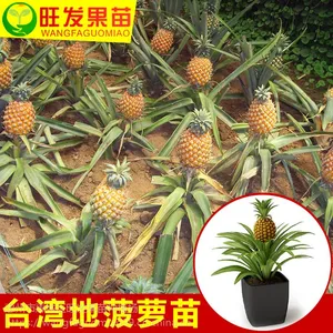 正宗台湾地菠萝苗凤梨苗可盆栽可地载当年结果树苗地菠萝凤梨树苗品种正宗优质