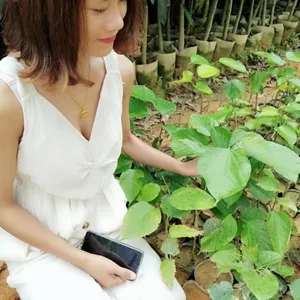 台湾长果桑苗天河嫁接果桑苗当年结果批发