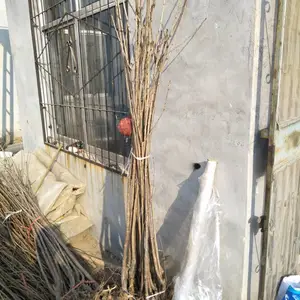大棚车厘子树苗 车厘子樱桃苗一亩栽植多少根