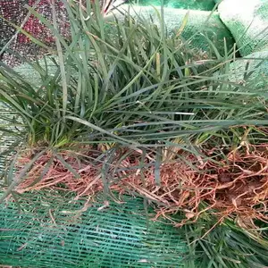 陕西渭南春鹃小苗厂里来电咨询
