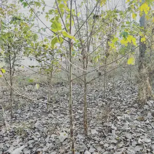 ���������Բ�����6���ֹ����۸�40Ԫһ�� ���ȫ ������