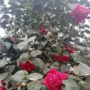 �ɶ��軨�� ������ ���۵ĸ߸˲軨������ ���Ӷ��ܶ�