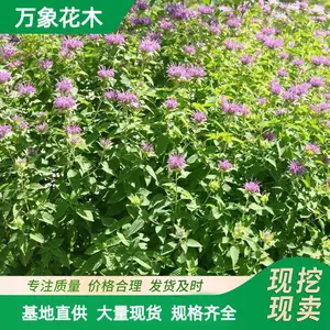 ����ľ����ֲ�� ���������� ϲʪ���� ��ɫ���� ������ֲ��