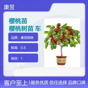 樱桃树苗大果美味好吃的车厘子树苗全国适种产果强
