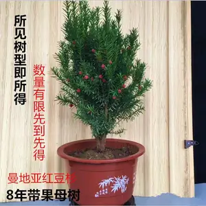 河南省信阳5-6-7-8-9年生曼地亚红豆杉盆景 紫科一号盆景,红豆杉盆景,南北均可种结果红豆杉盆景