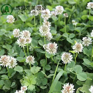 进口三叶草白花红花四季常青绿化草坪种籽子